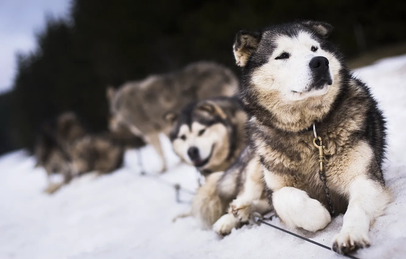 Фото обои собаки, снег, друзья