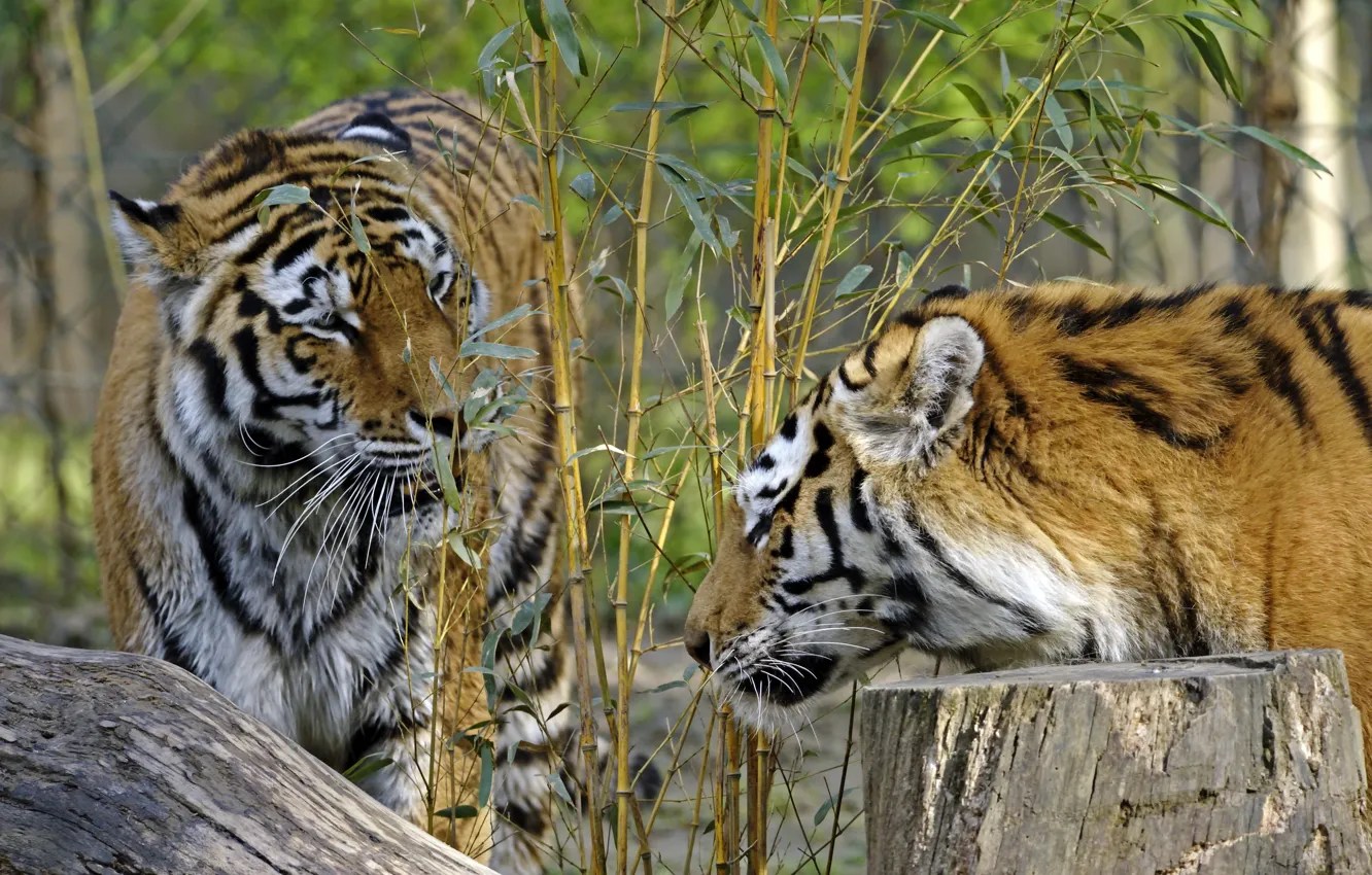 Фото обои кошки, тигр, куст, пень, бамбук, пара, профиль, амурский