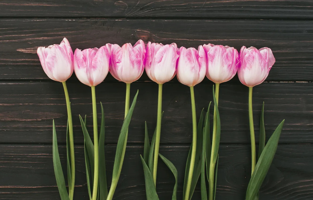 Фото обои цветы, букет, тюльпаны, розовые, wood, pink, flowers, tulips