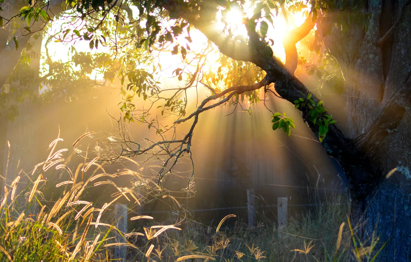 Фото обои солнце, деревья, утро, ограда
