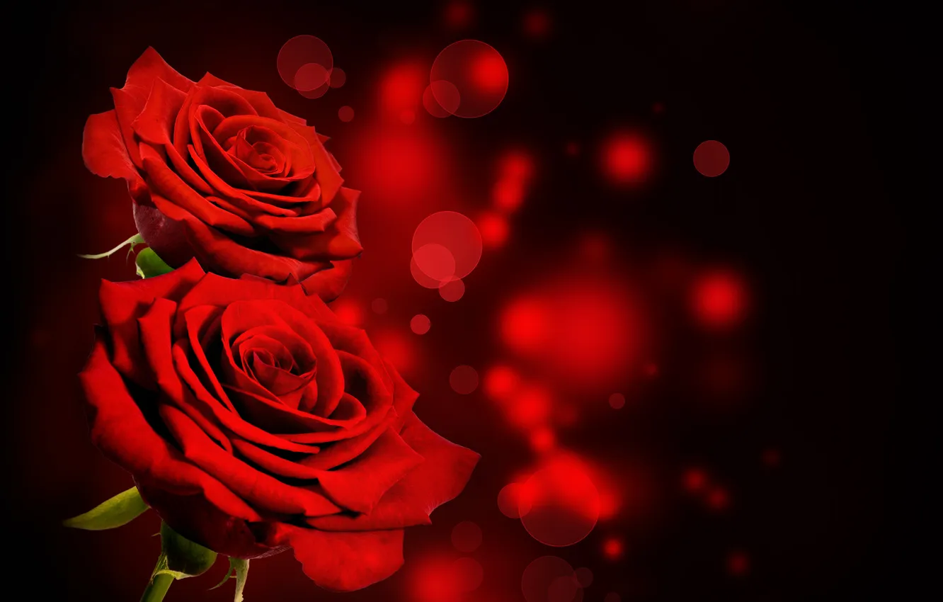 Фото обои розы, red, black, flowers, roses