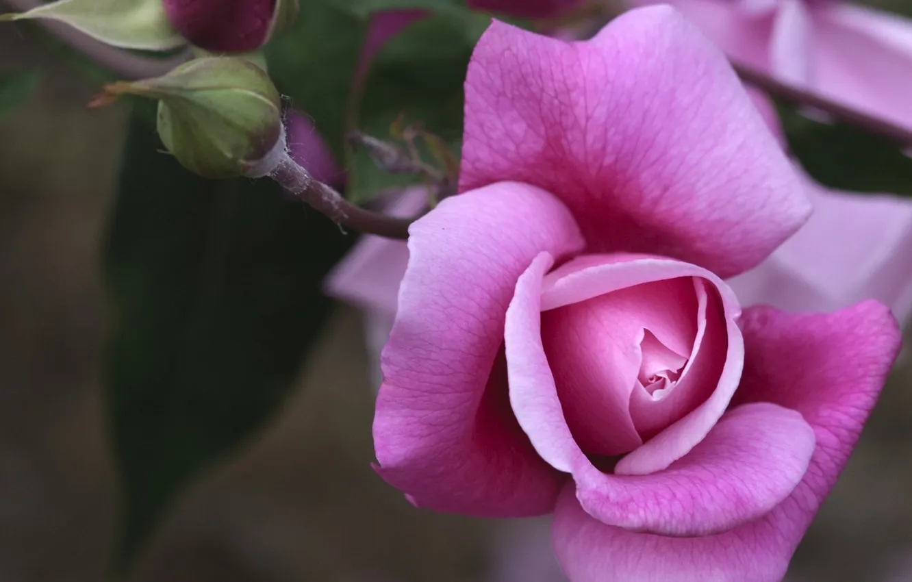 Фото обои роза, серый фон, Фиолетовая