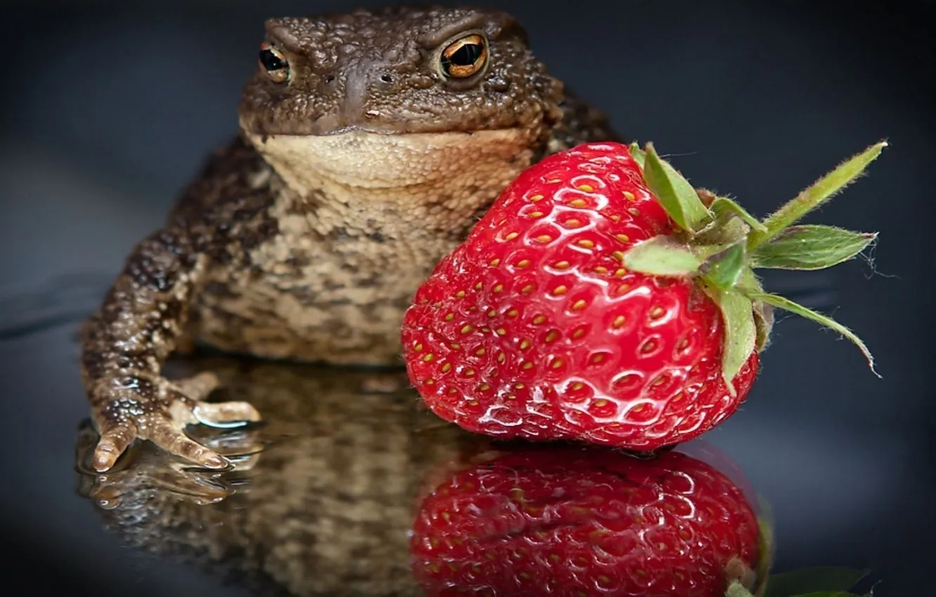 Фото обои макро, клубника, ягода, противоположности, жаба, прекрасное и ужасное