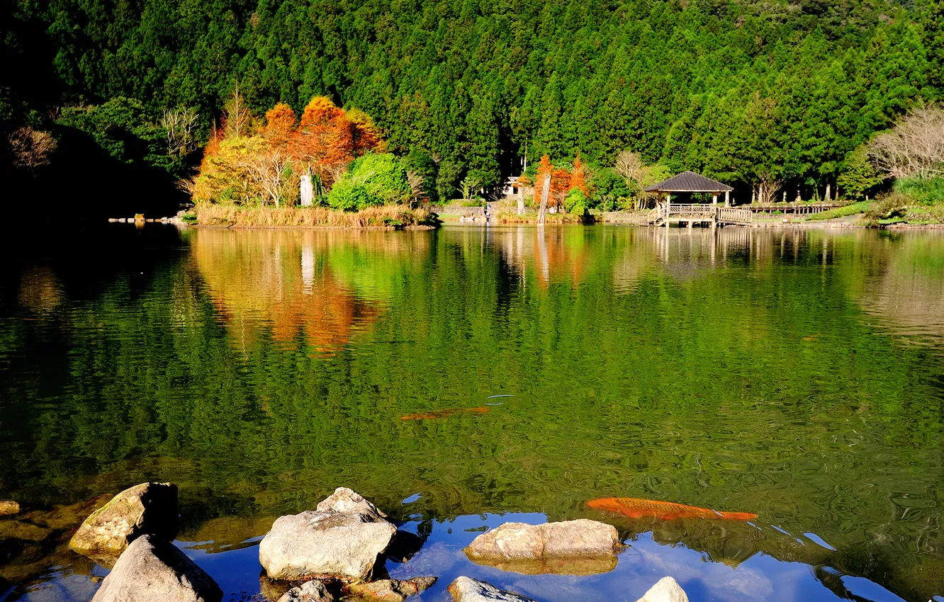 Фото обои лес, природа, озеро, парк, камни, беседка