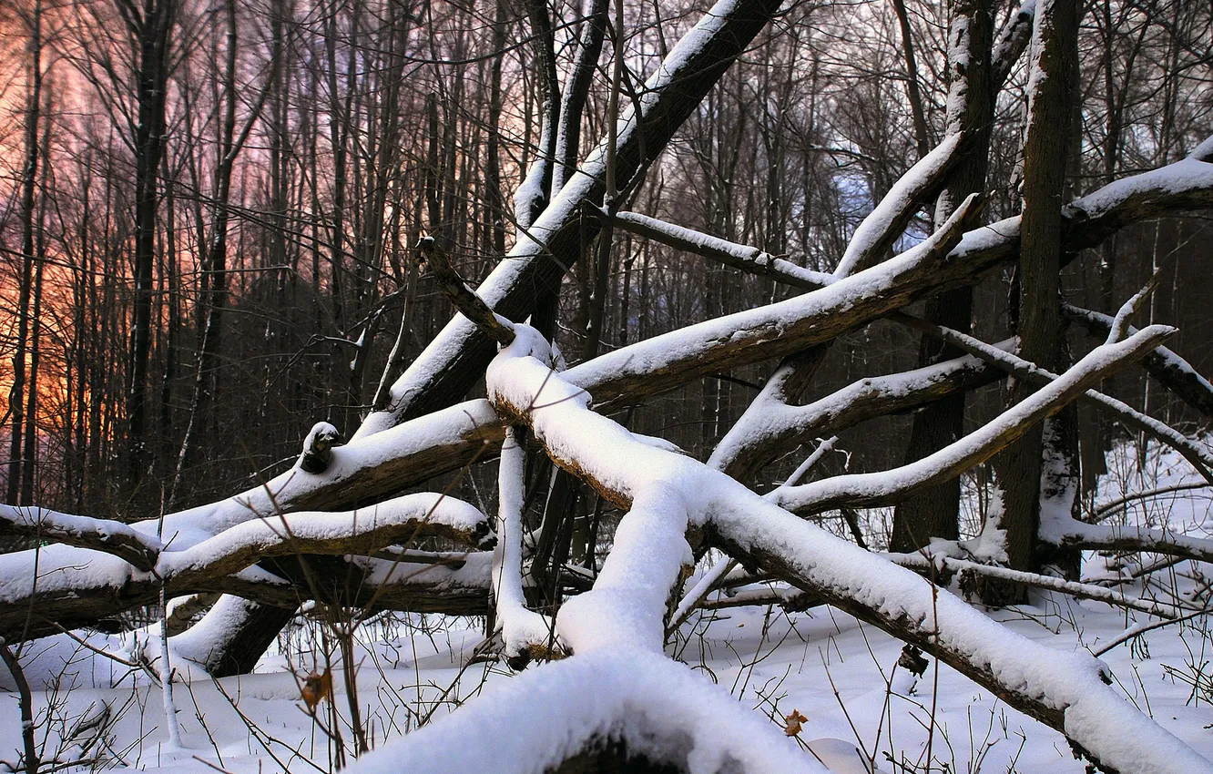 Фото обои лес, снег, дерево