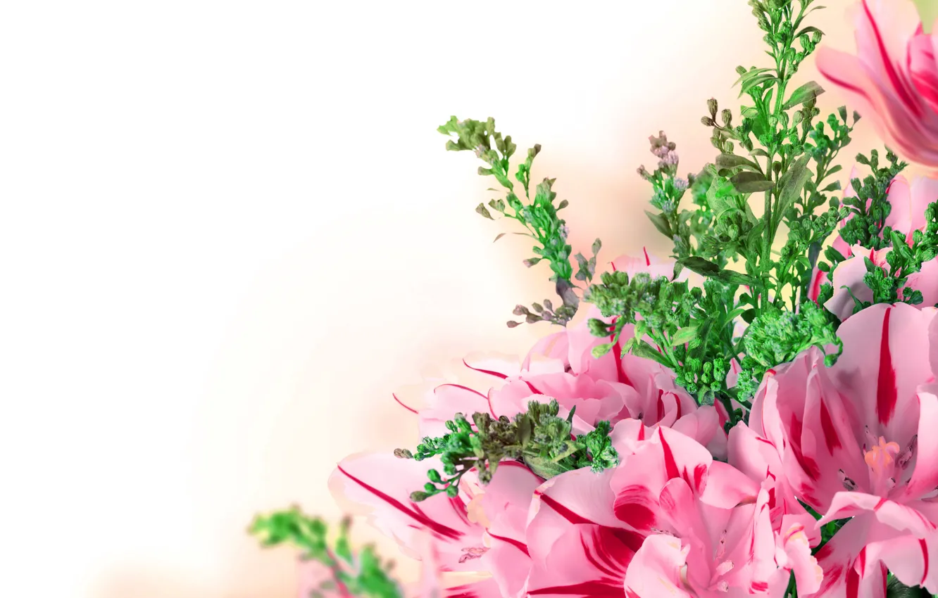 Фото обои цветы, фон, тюльпаны, flowers, tulips