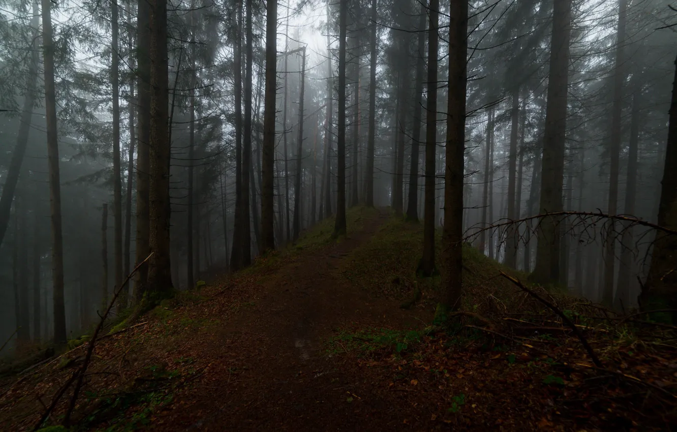 Фото обои лес, деревья, природа, туман, Австрия, тропинка, Austria, Тироль