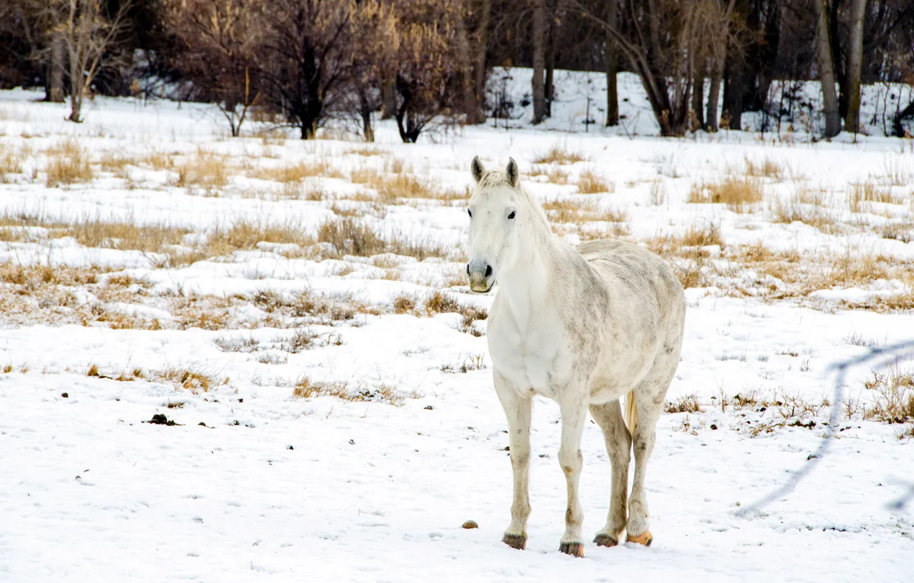 Фото обои зима, поле, снег, конь