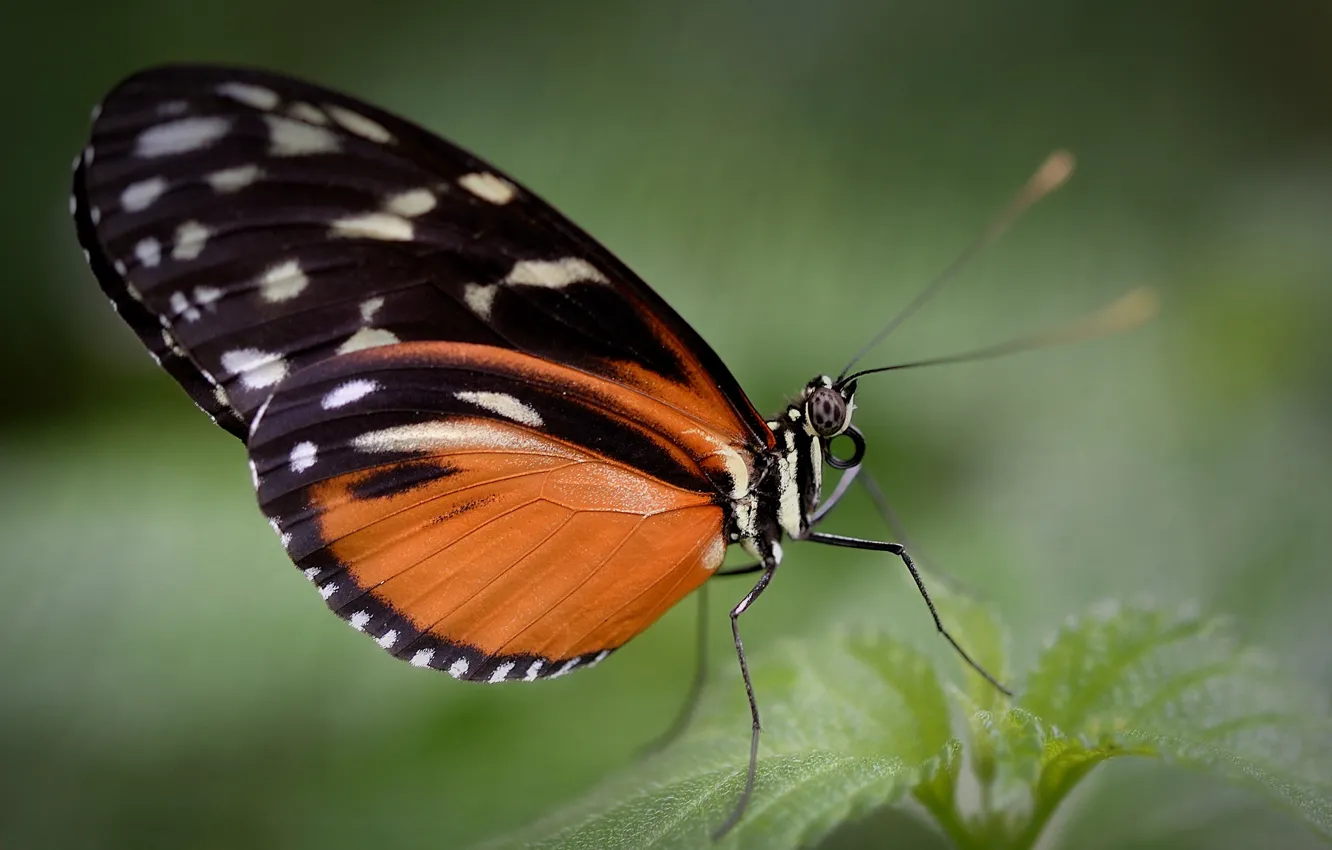Крылья бабочки растение. Крылья бабочки. Виды бабочки монарх 7 букв. Крылья бабочки растение. Бабочки ботаника.
