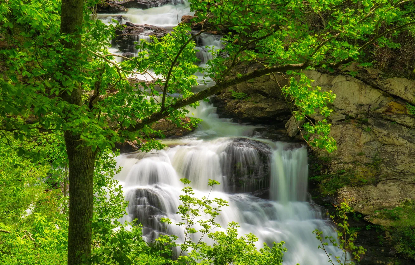 Фото обои зелень, деревья, ветки, ручей, камни, скалы, листва, водопад