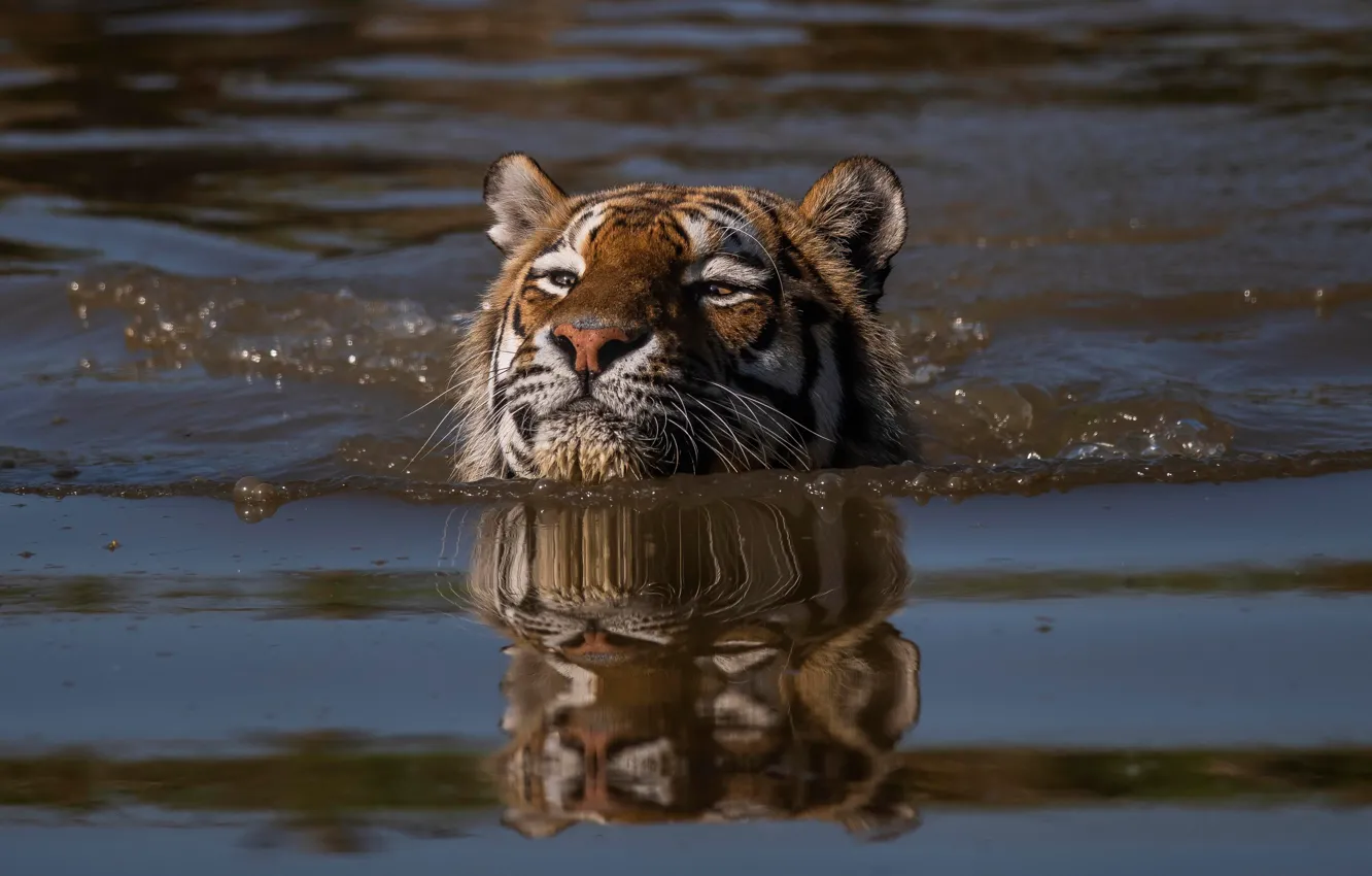 Фото обои морда, вода, тигр, заплыв, голова, пловец, дикая кошка