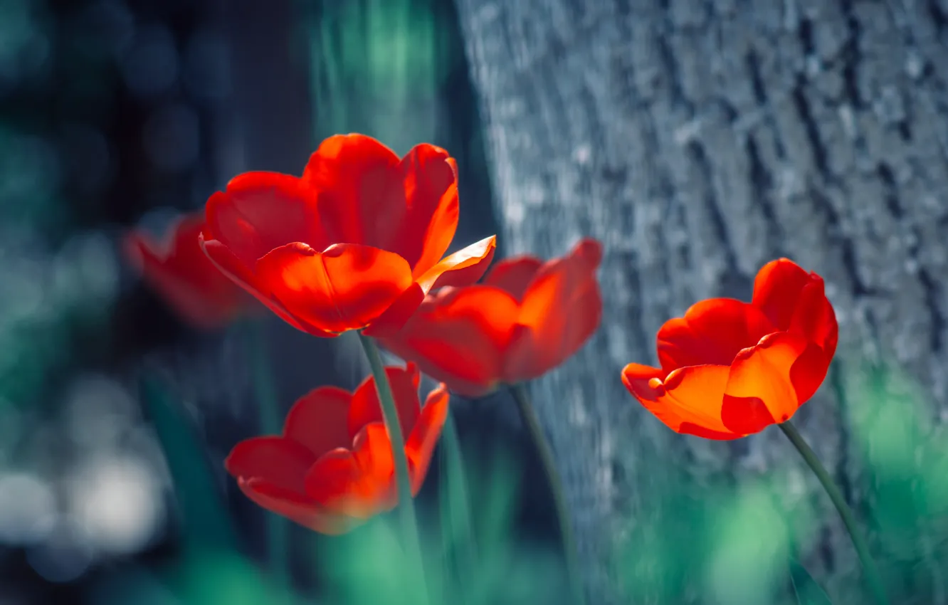 Фото обои тюльпаны, красные, боке