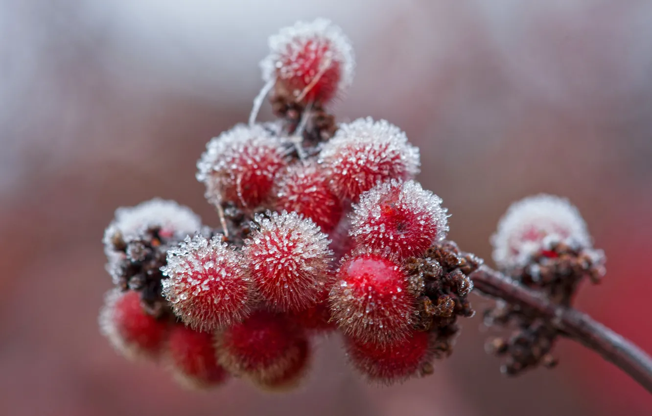Фото обои лед, иней, осень, ягоды, ветка, кристаллы