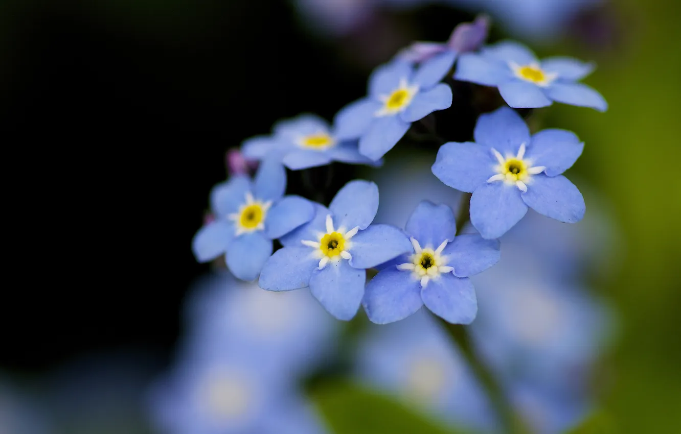 Фото обои лето, цветы, природа, голубые, незабудки