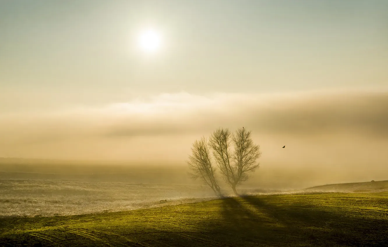 Фото обои туман, дерево, птица, утро