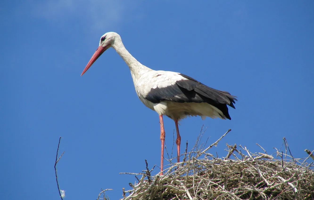 Фото обои взгляд, Польша, гнездо, наблюдение, голубое небо, область Милицких прудов (Stawy Milickie, Milicz Ponds), белый аист