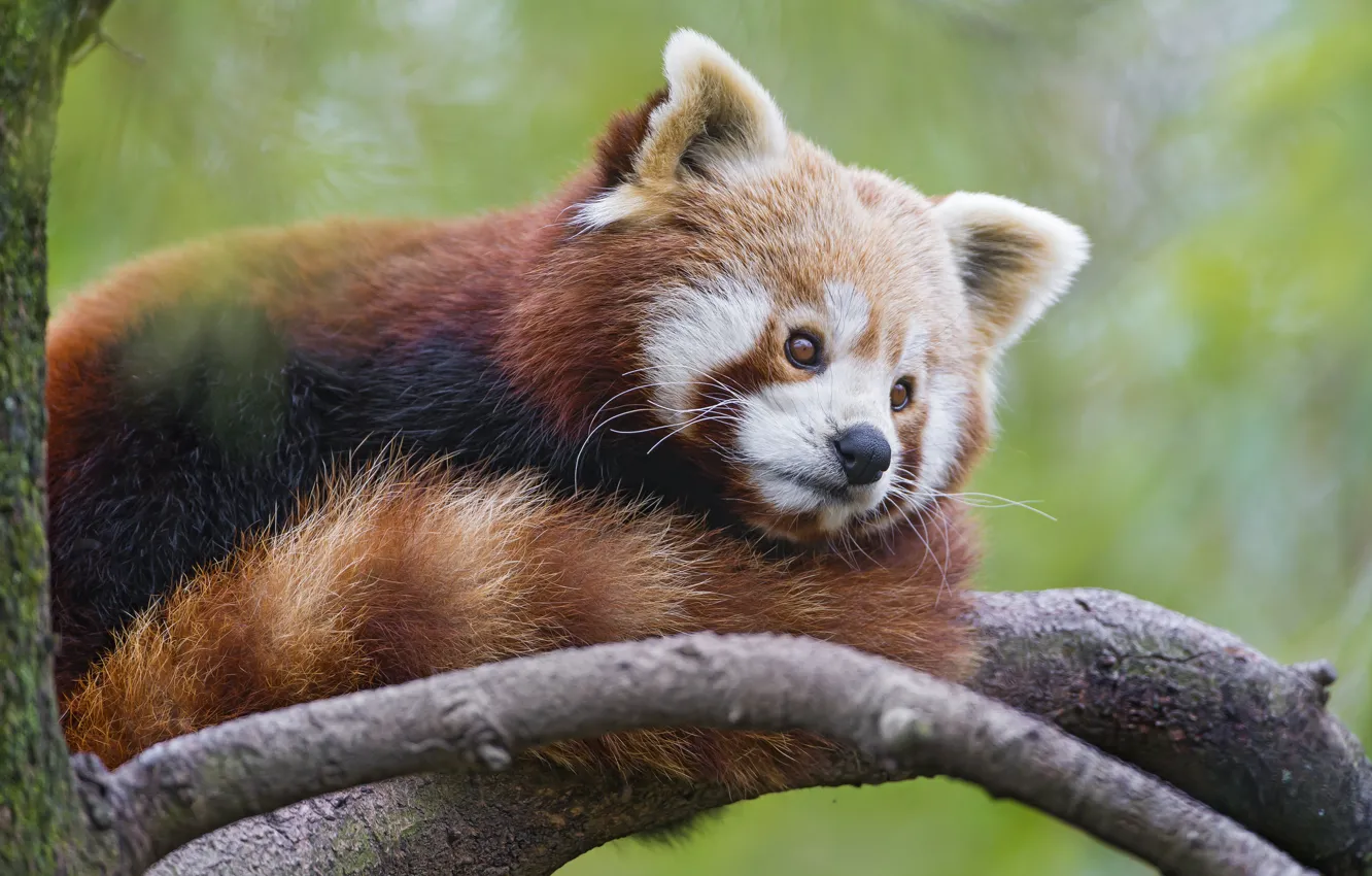 Фото обои ветка, красная панда, firefox, малая панда, ©Tambako The Jaguar