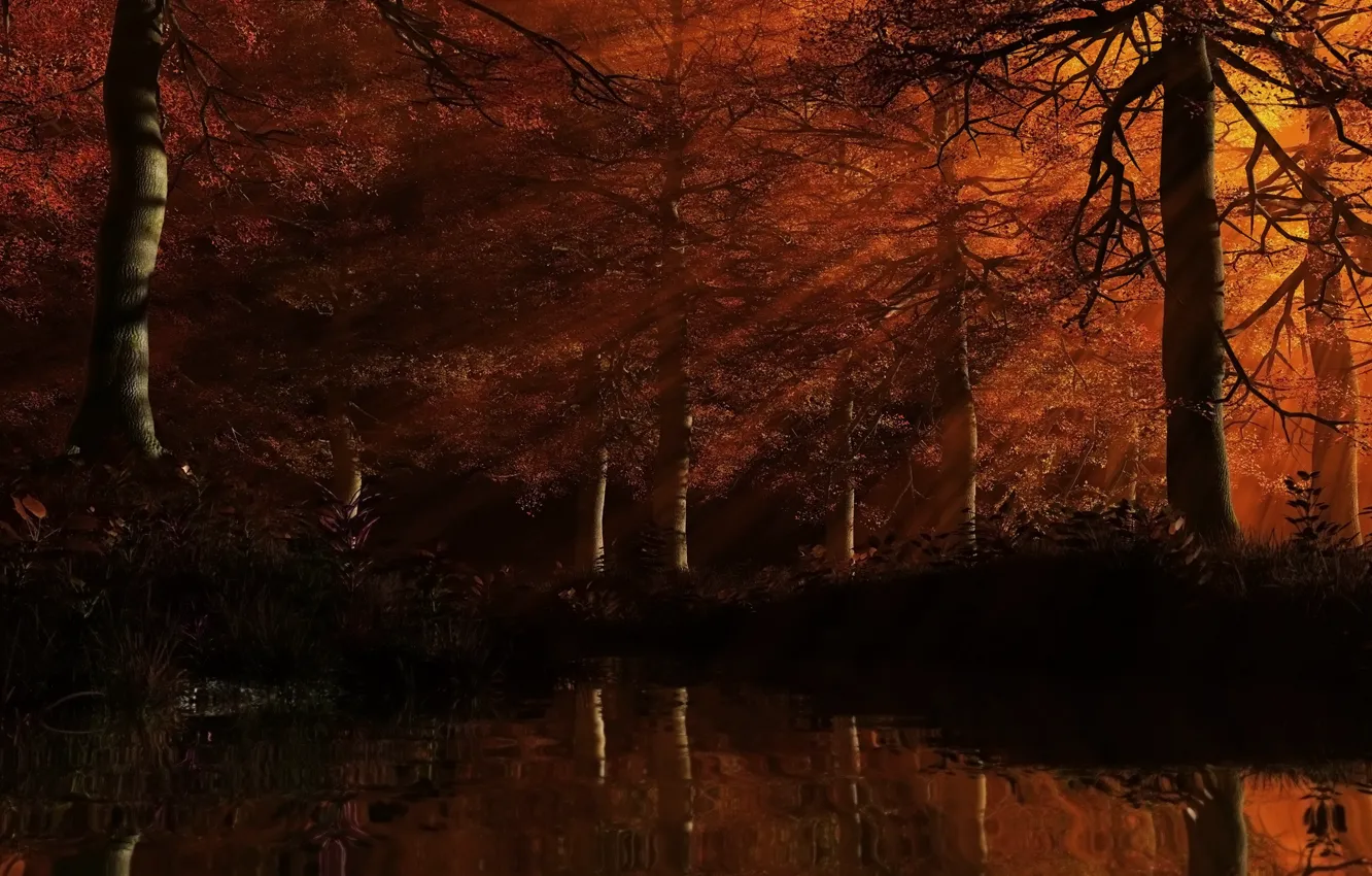 Фото обои лес, листья, вода, лучи, деревья, красный