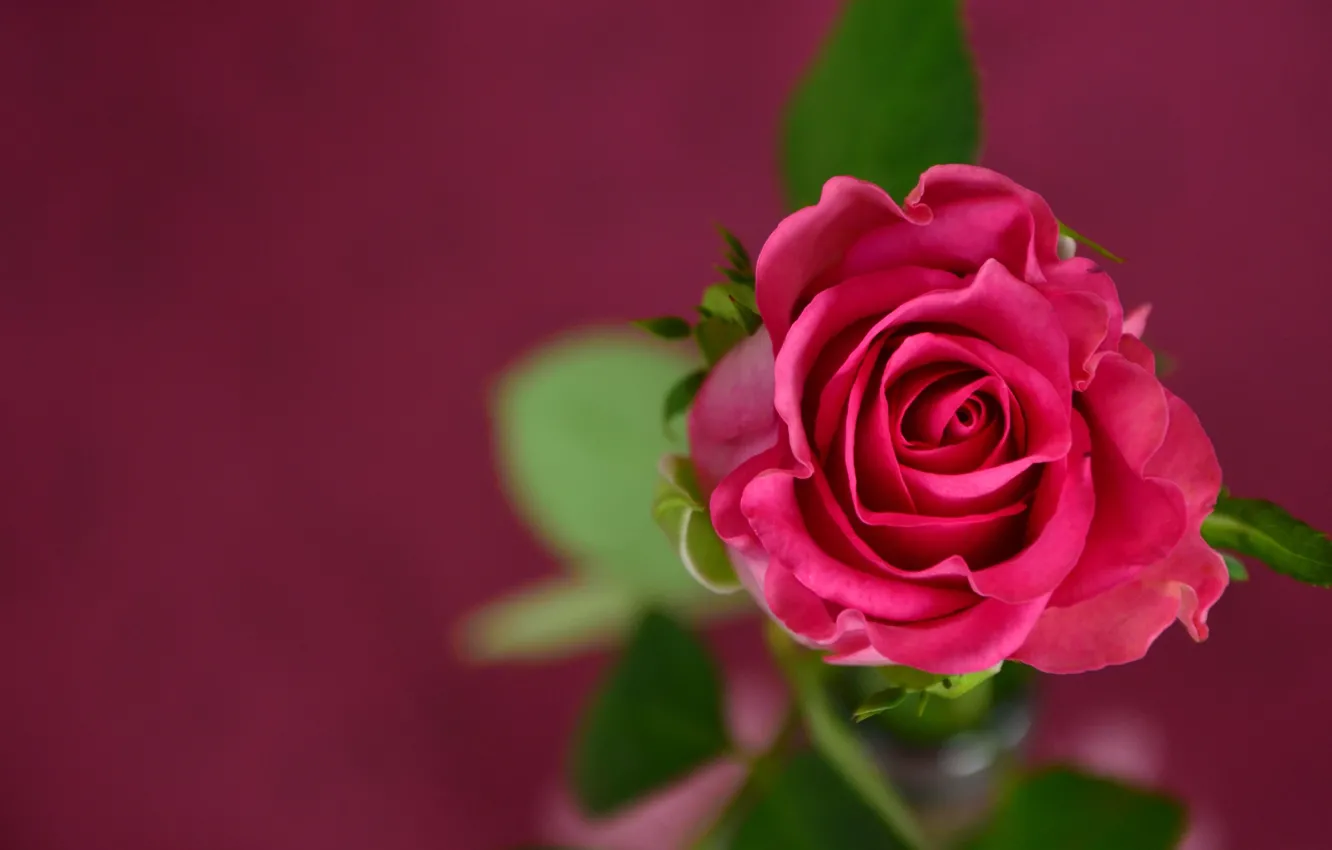 Фото обои Red, Flower, Rose