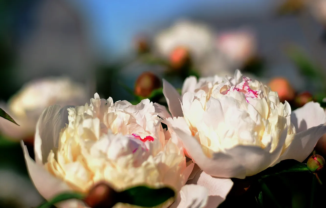 Фото обои белый, цветы, весна, цветение, Пионы