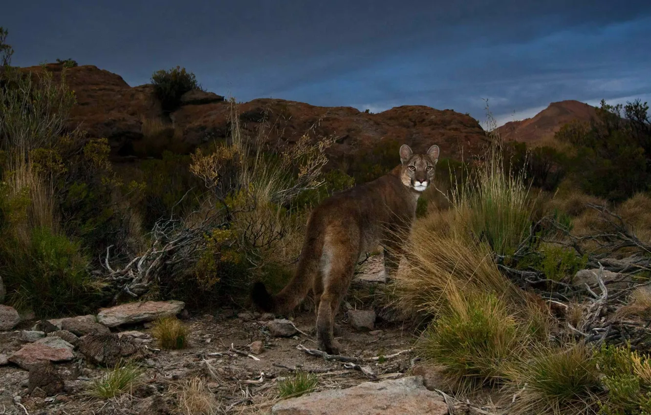 Фото обои кошка, пума, Аргентина, Анды