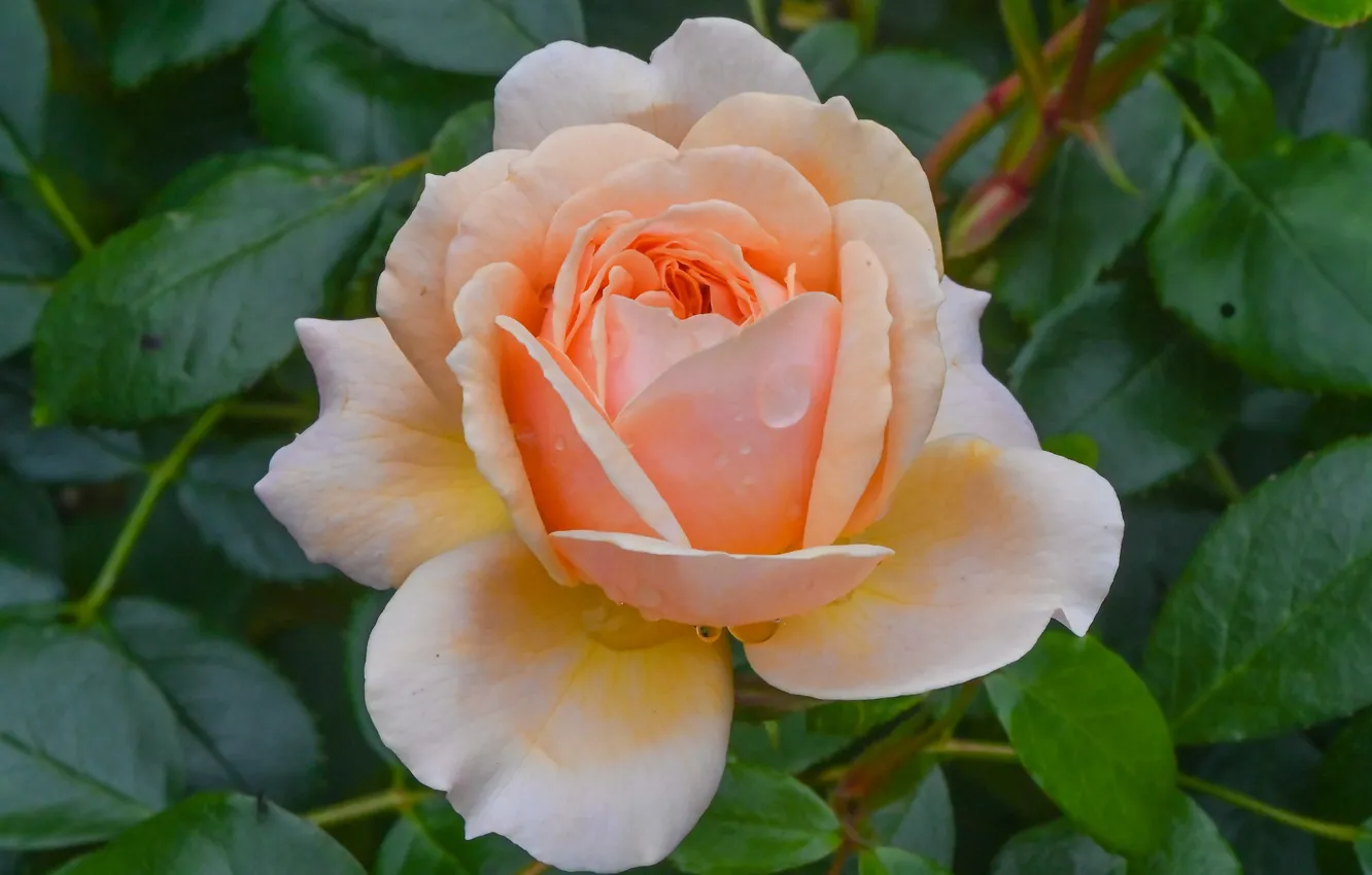 Фото обои макро, роза, персиковый