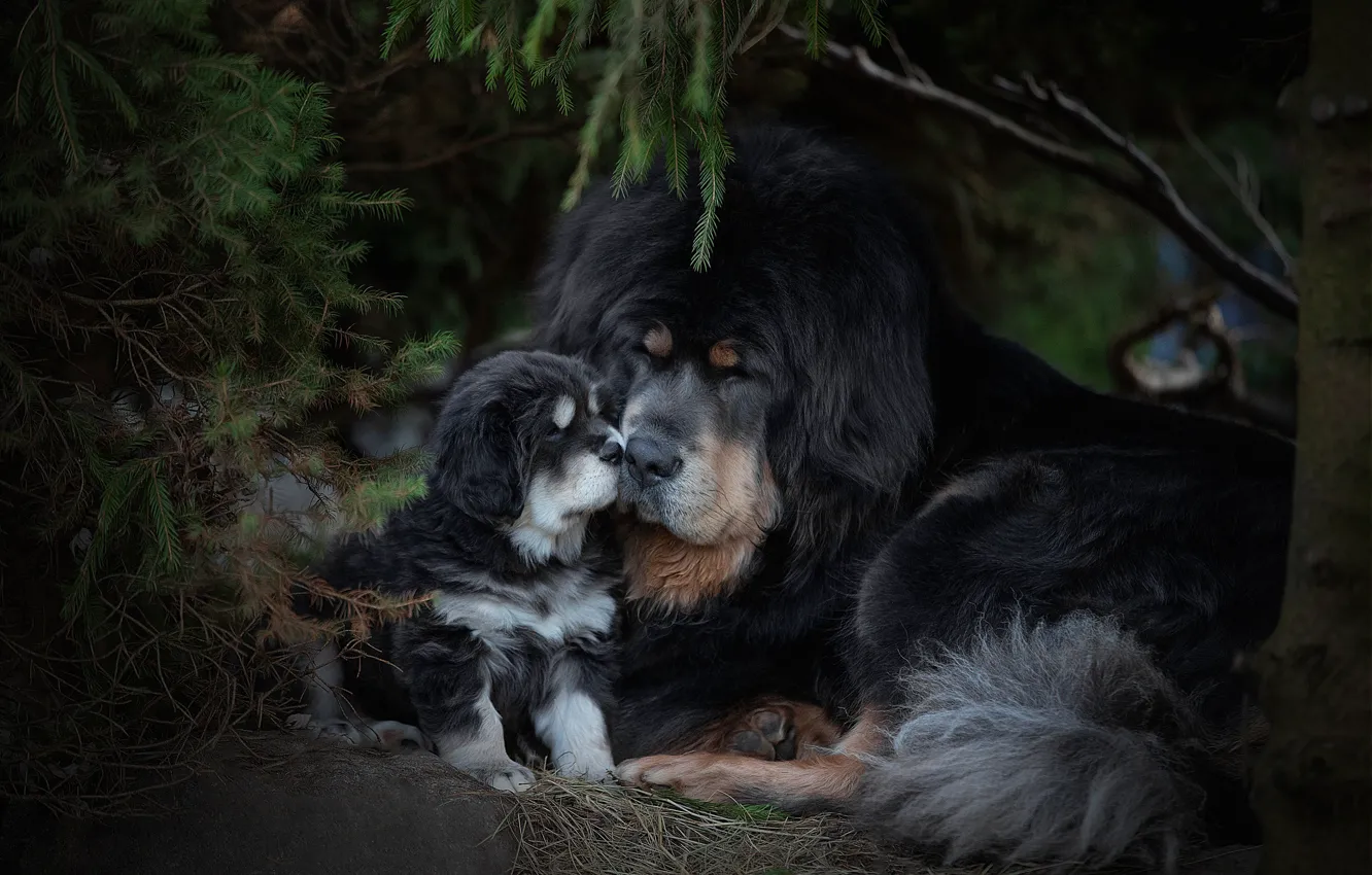 Фото обои собаки, щенок, Светлана Писарева