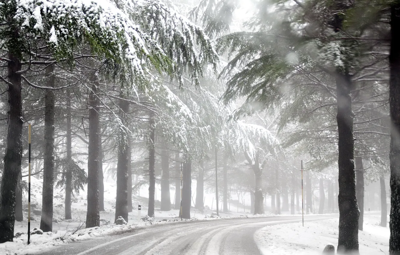 Фото обои зима, дорога, лес, туман