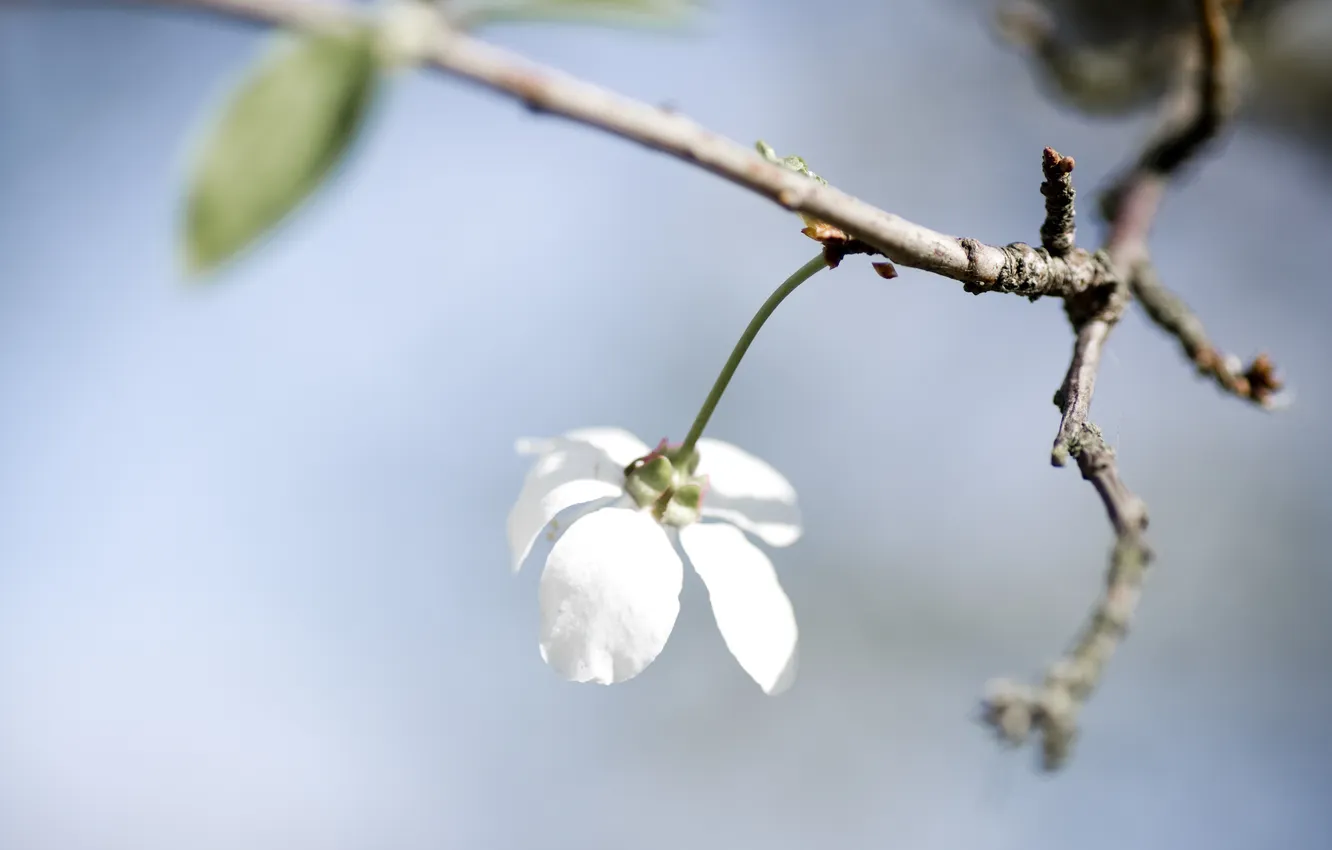 Фото обои белый, цветок, небо, макро, веточка, ветка, весна, лепестки