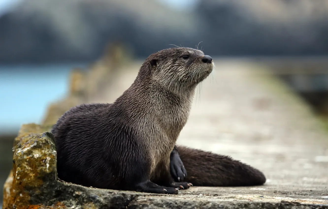 Фото обои природа, фон, Ocean Otter