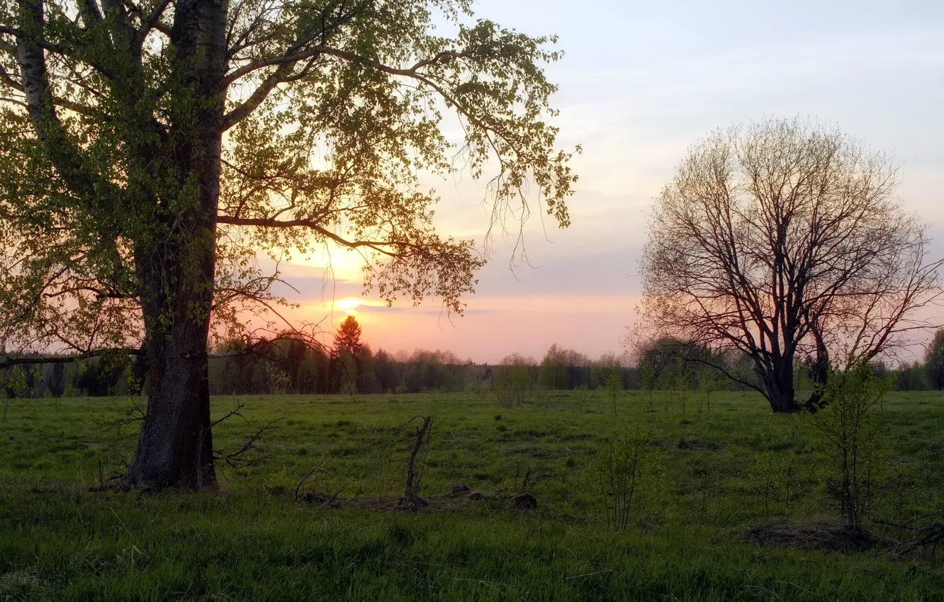 Фото обои поле, деревья, пейзаж, закат, природа