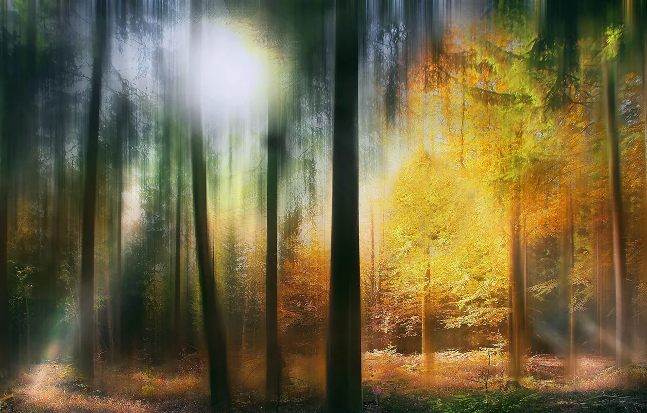 Фото обои abstract, Colours, serene, fairytale forest