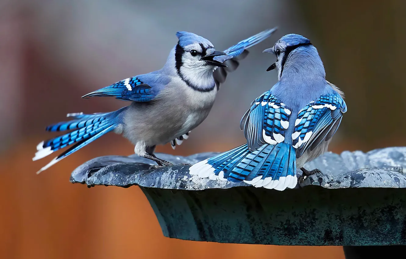 Фото обои птицы, парочка, Голубая сойка