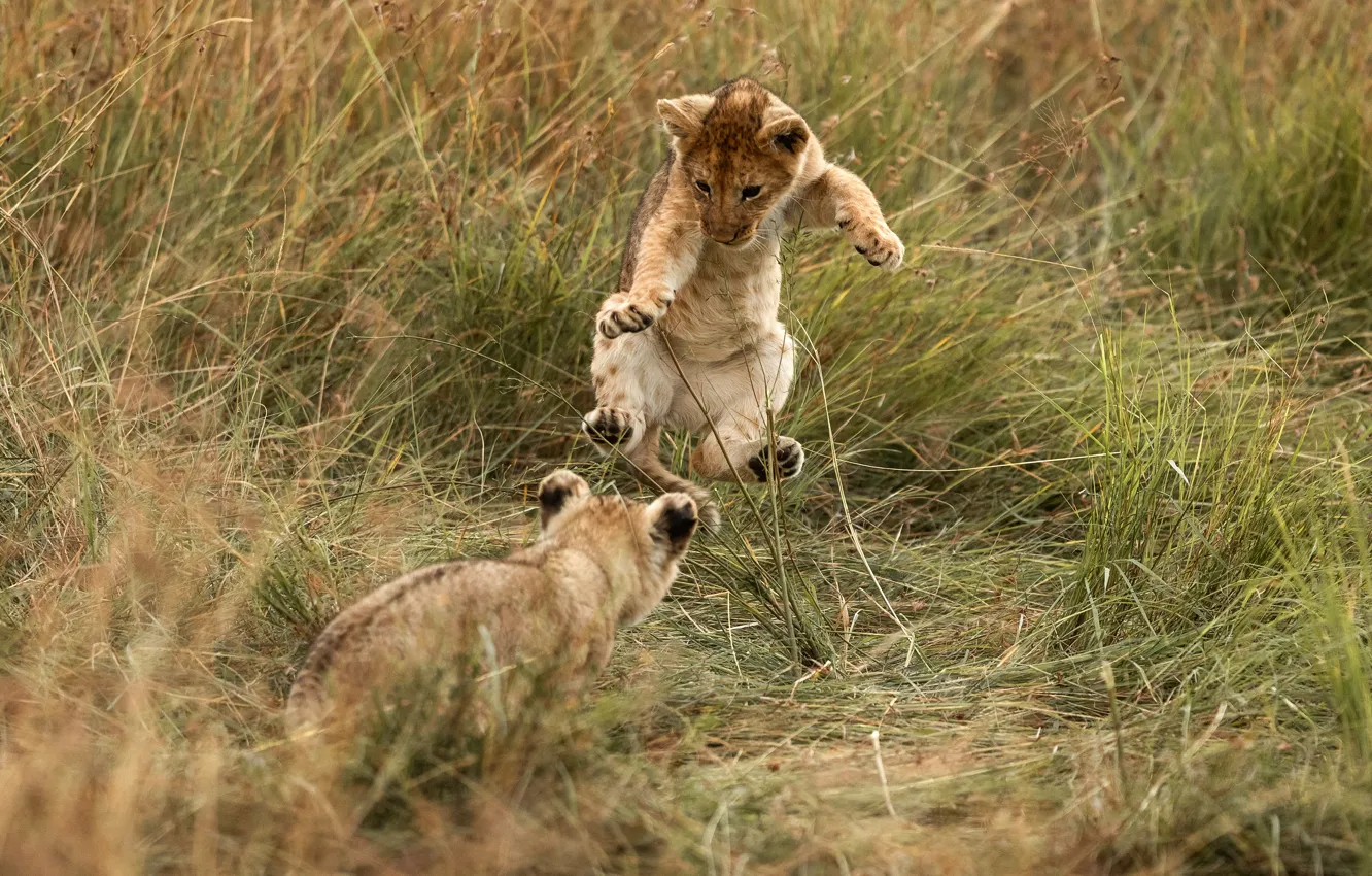 Фото обои поле, трава, поза, прыжок, игра, две, малыш, пара