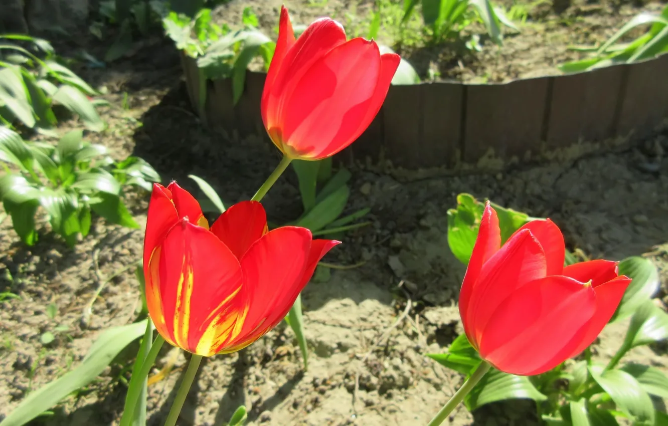 Фото обои тюльпаны, трио, весна 2018, Meduzanol ©