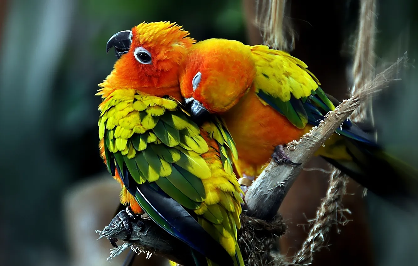Фото обои любовь, Птицы, пара, попугаи