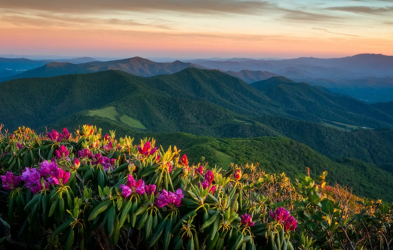 Фото обои закат, горы, панорама, North Carolina, Северная Каролина, Аппалачи, Appalachian Mountains, рододендроны