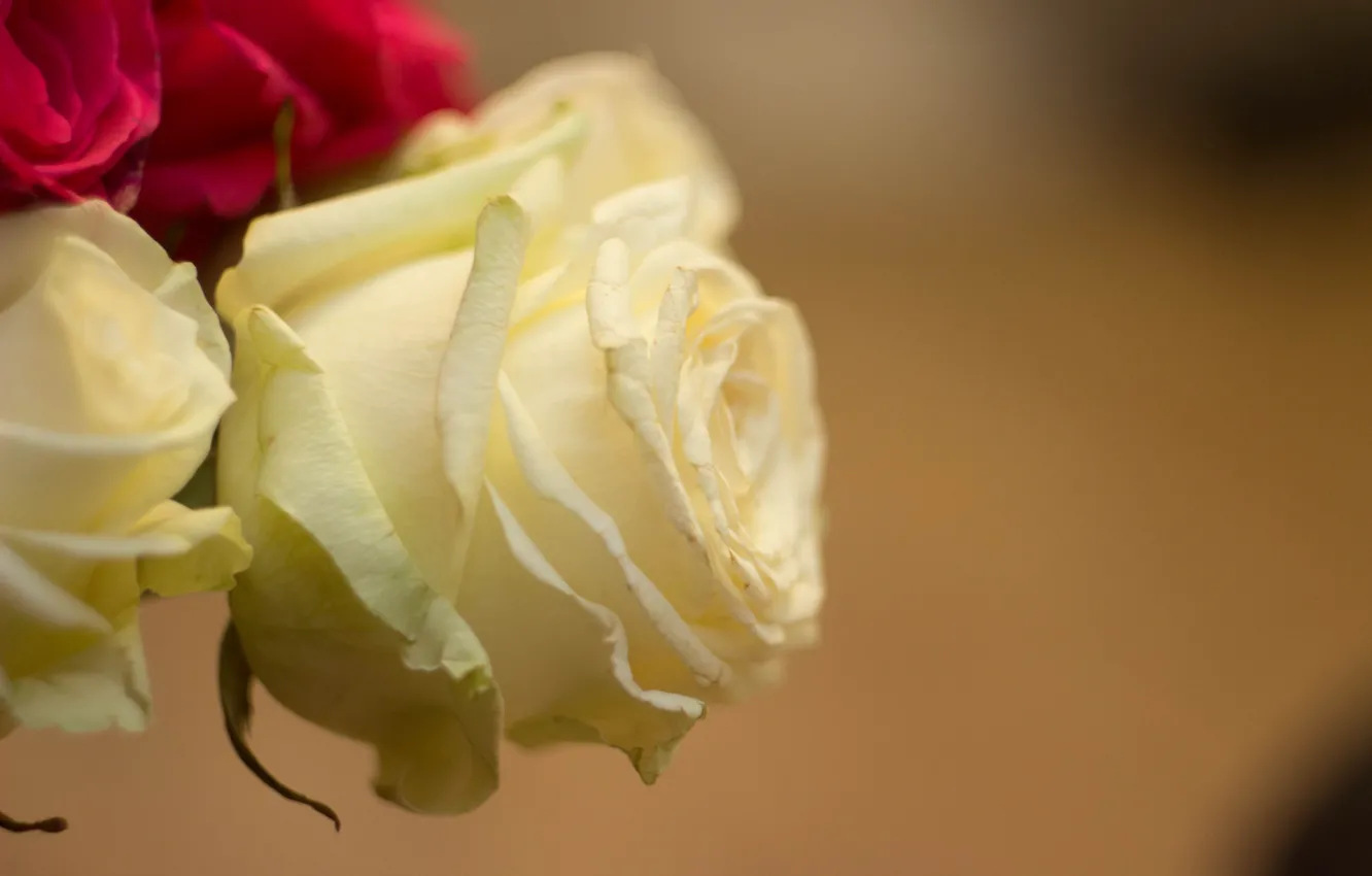 Фото обои макро, роза, белая роза