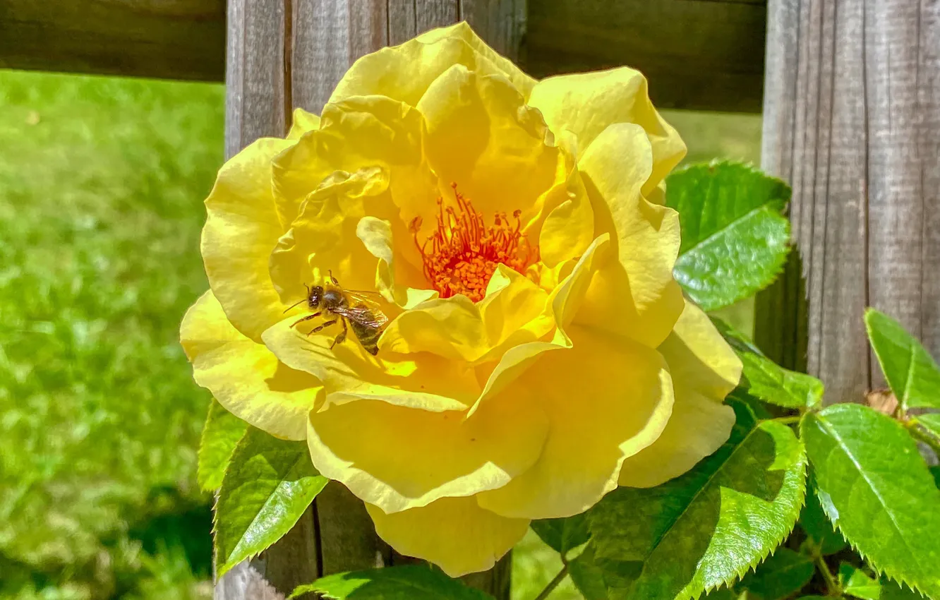 Фото обои желтый, пчела, забор, роза