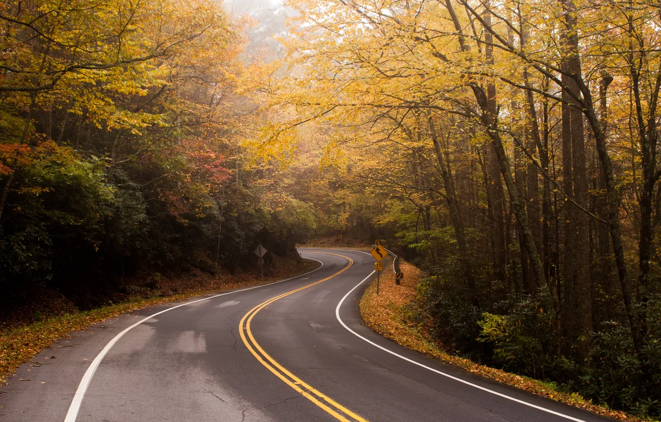 Фото обои дорога, осень, лес, листья, солнце, деревья
