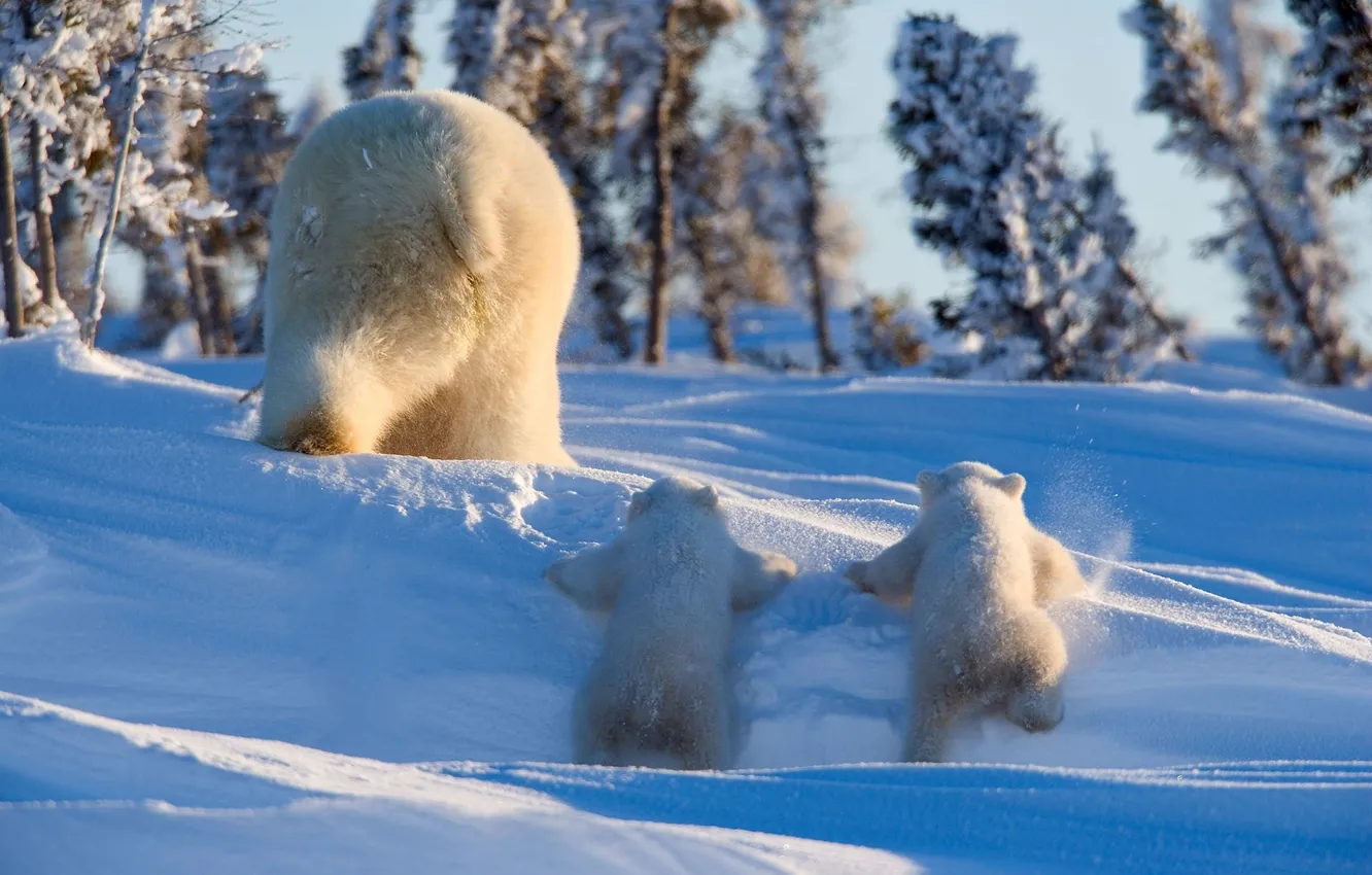 Фото обои белый медведь, вид сзади, два медвежонка