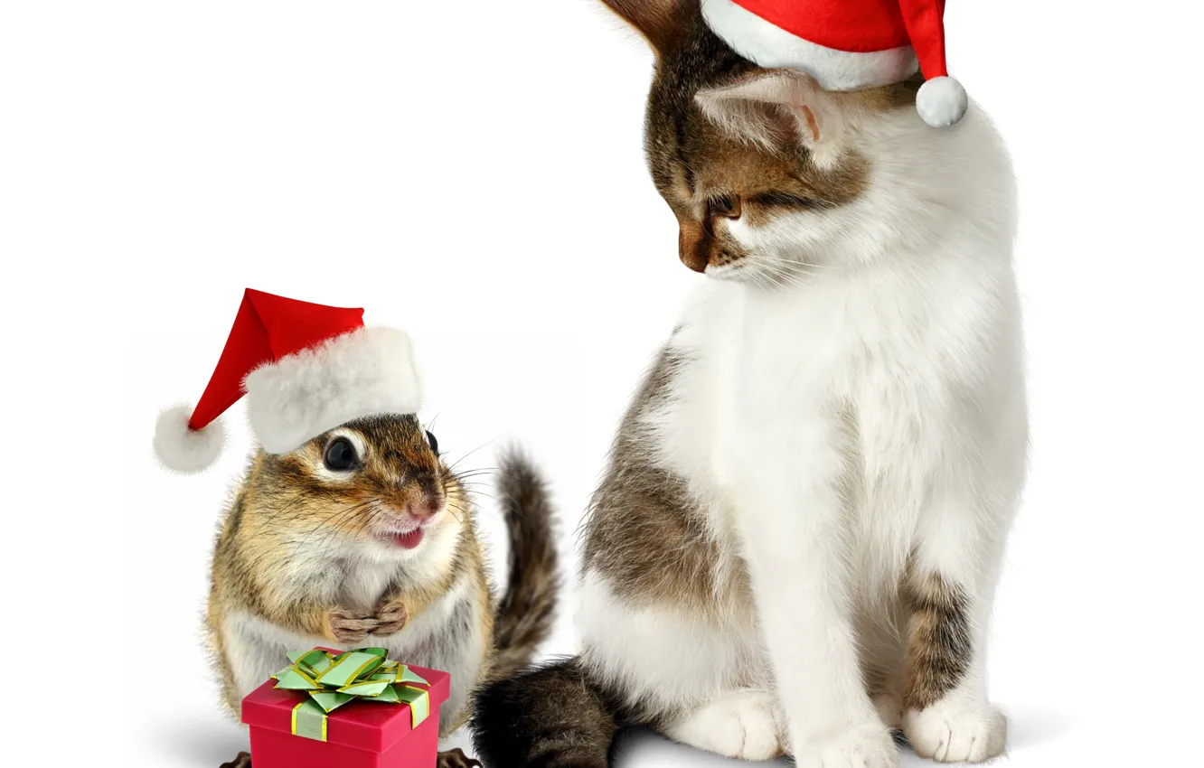 Фото обои кошка, кот, подарок, шапка, Новый год, зверек, бурундук, Christmas
