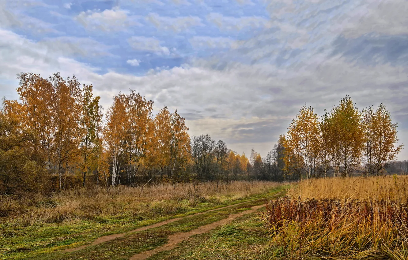 Фото обои осень, деревья, пейзаж, подмосковье