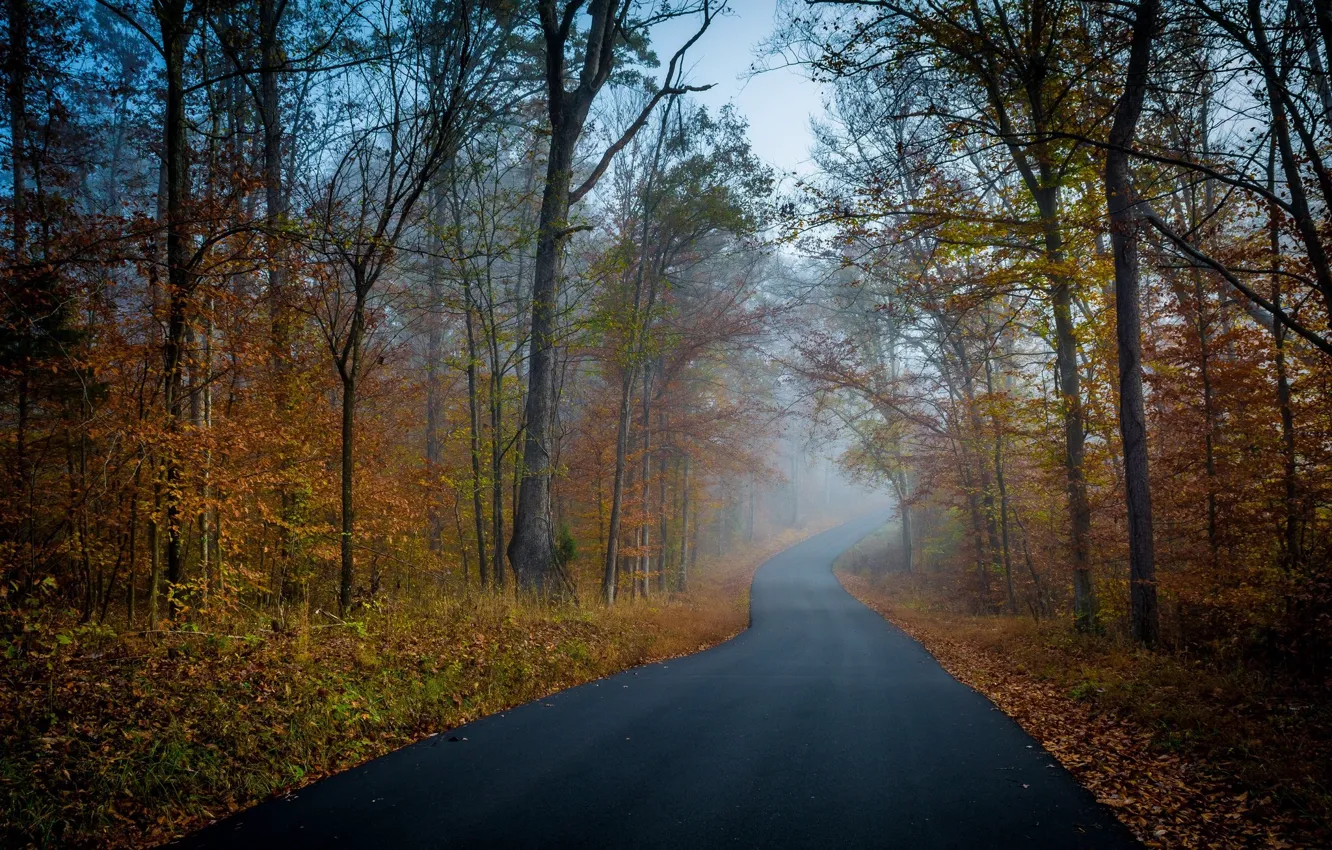 Фото обои дорога, осень, Деревья, Лес