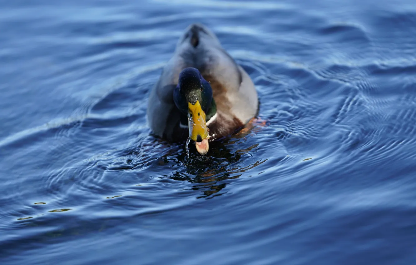 Фото обои water, pond, duck, waves_