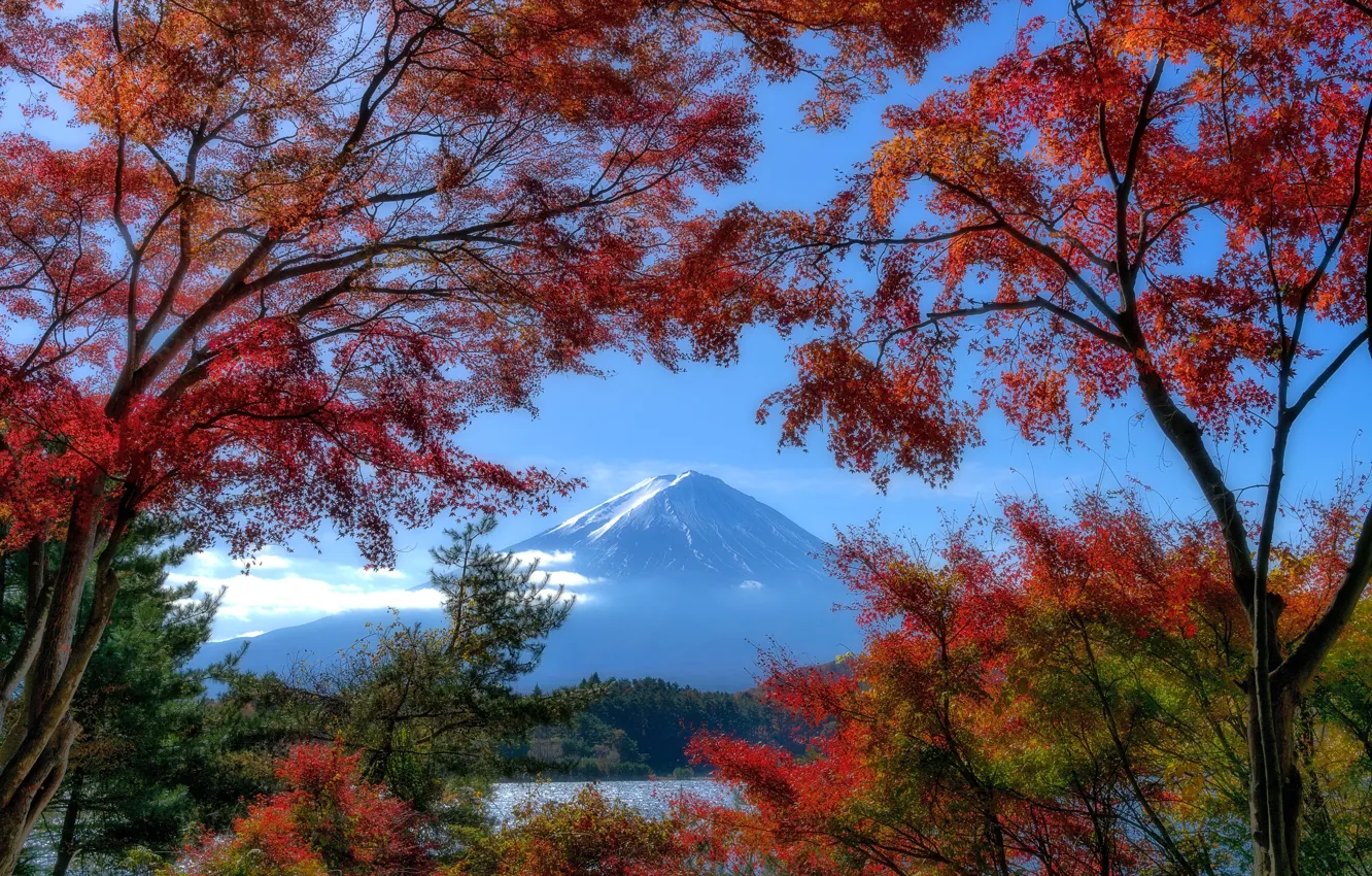 Фото обои осень, деревья, листва, вид, гора, Фудзияма
