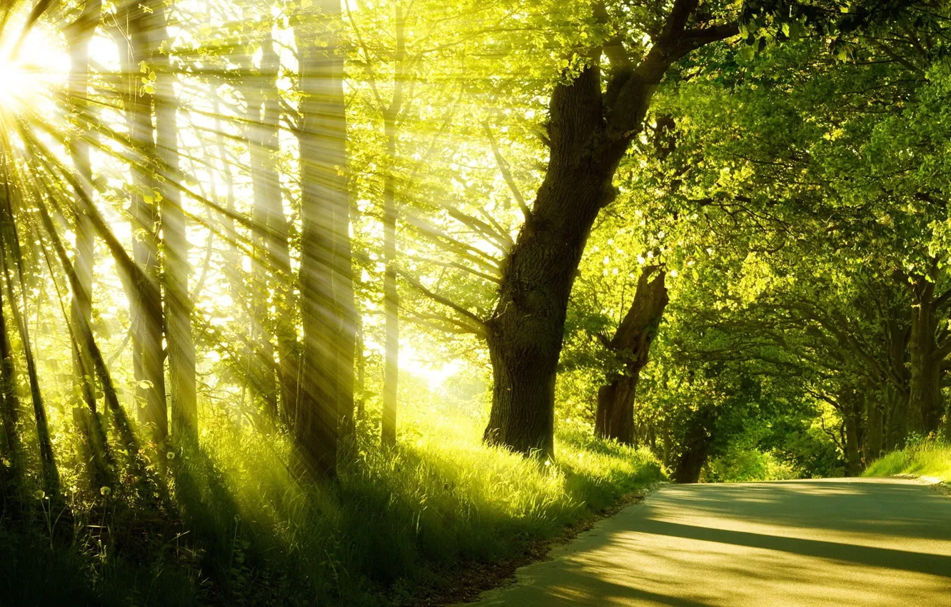Фото обои дорога, лето, трава, солнце, лучи, деревья, туман, парк