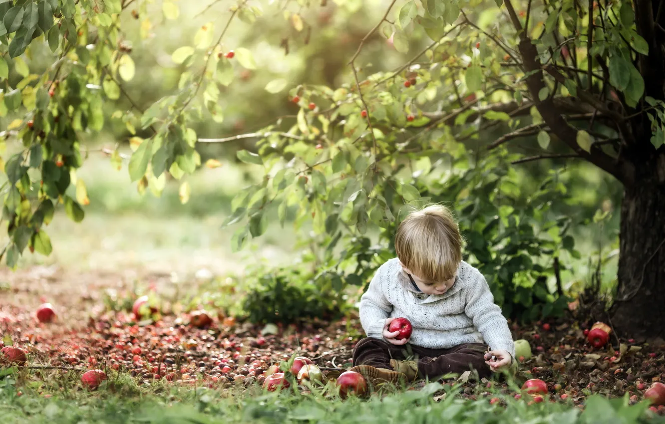 Фото обои природа, яблоки, мальчик
