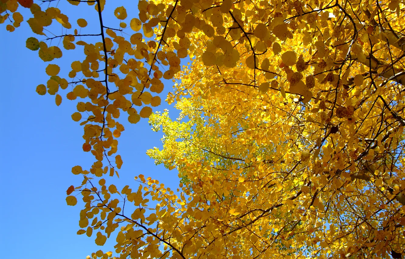 Фото обои осень, небо, листья, дерево, крона