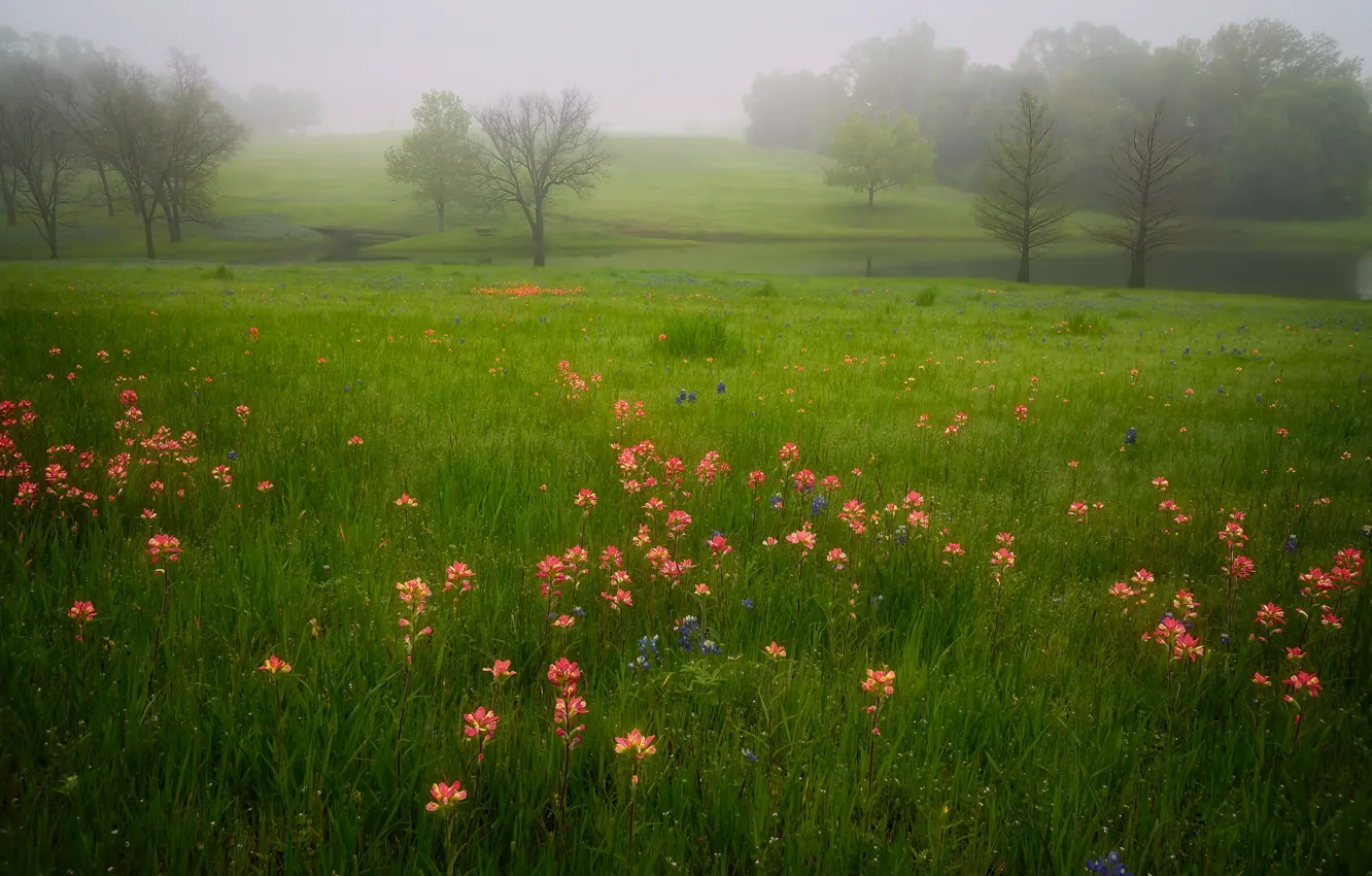 Фото обои зелень, поле, лето, трава, деревья, цветы, зеленый, туман